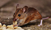 24 Hour & Emergency Exterminators in Sulphur Spgs, AR